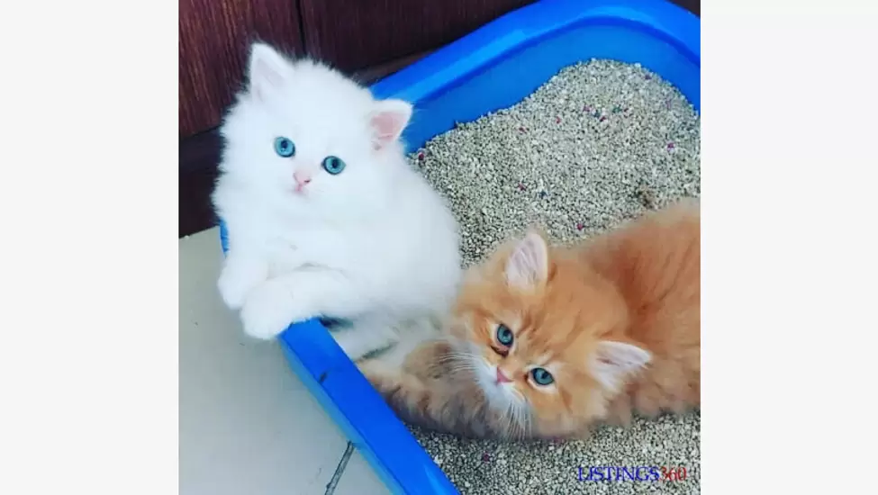 Teacup persian kittens -mogadishu whats-app : 254782269978